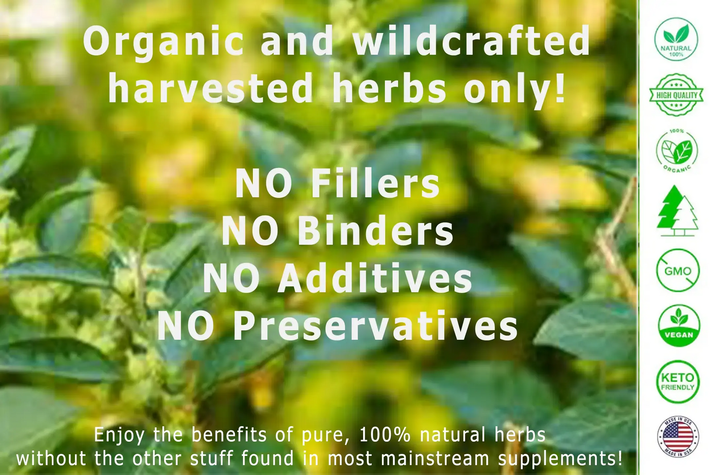 Premium wildcrafted, natural herbal supplements for complete wellness at God's Way Herbs