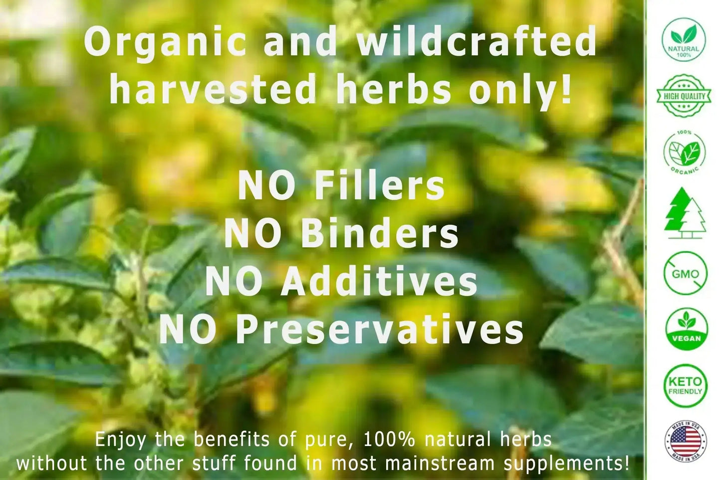 Premium wildcrafted, natural herbal supplements for complete wellness at God's Way Herbs