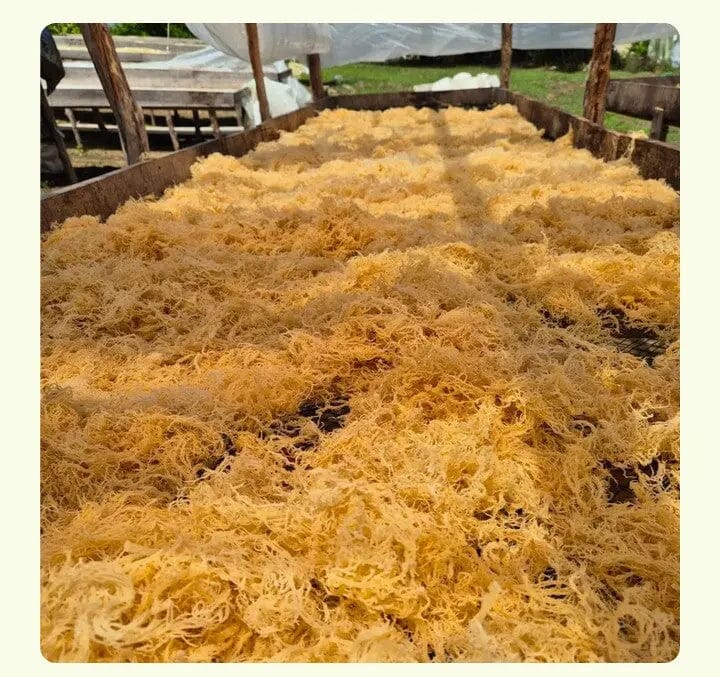 St. Lucia Gold Sea Moss Gel sun dried process